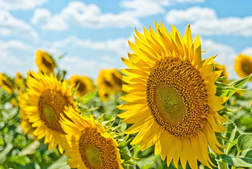 Summer solstice rituals: Sunflower affirmations